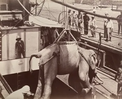 Untitled (elephant being loaded onto a ship, recto)