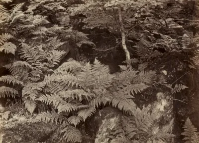 Untitled (Fern Study)