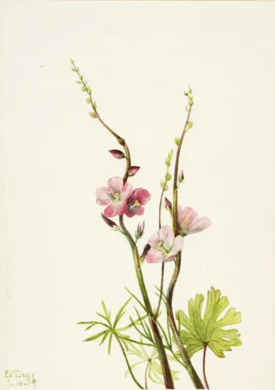 Untitled (Flower Study)