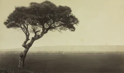 Untitled (Landscape near Watsonville, California)