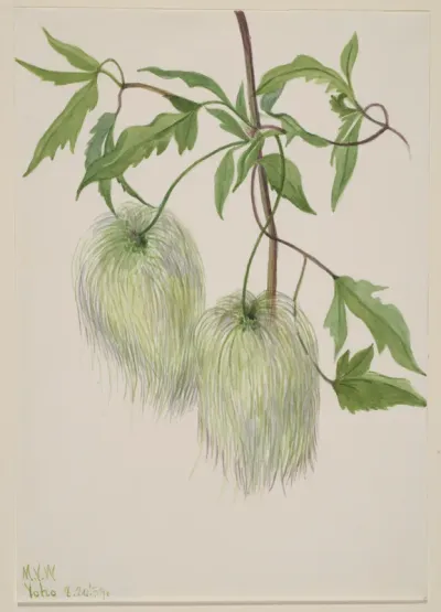 Untitled Plant Study