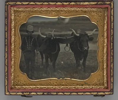 Untitled (Portrait of Man with Two Oxen)