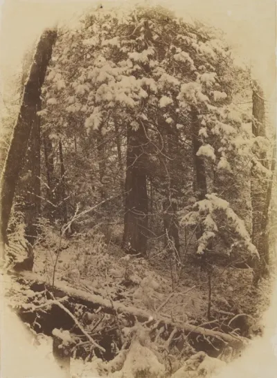 Untitled (Woods in Snow)