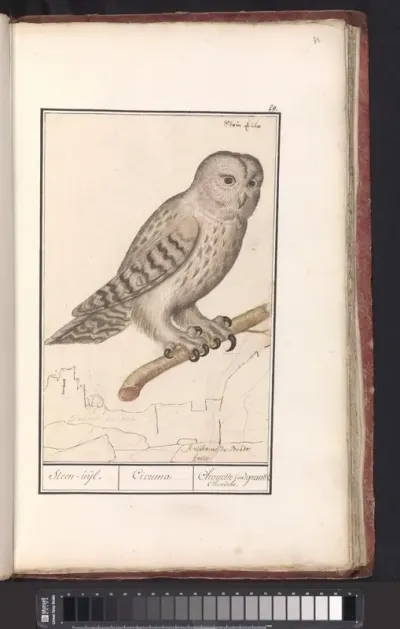 Ural owl