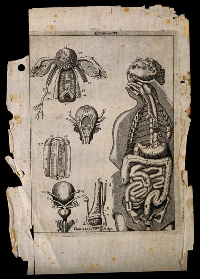 Urogenital organs: five figures, including a man with viscera, ribs, trachea etc., exposed