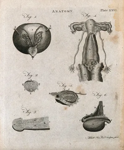 Urogenital system: six figures showing male and female urogenital organs