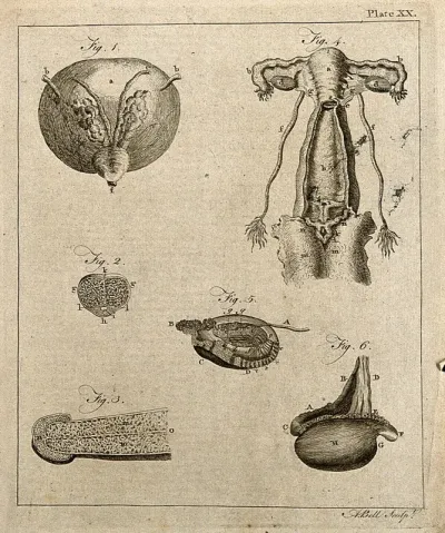 Urogenital system: six figures showing male and female urogenital organs