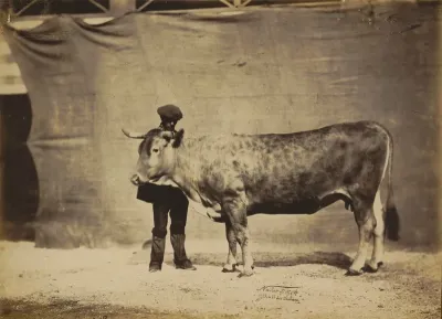 Vache Garonnaise, agée de 5 à 6 ans