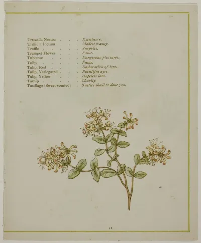 Valerian Through Volkamenia, from The Illuminated Language of Flowers