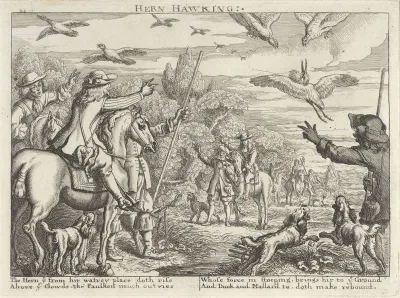 Valkenjacht op reigers en eenden