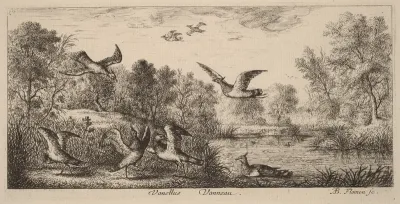Vanellus, The Lapwing