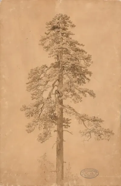 Vanha honka