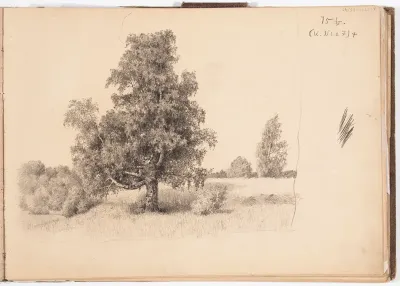 Vanha koivu niityllä. Todennäk. 1880-luvun jälkipuol.
