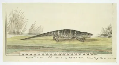 Varanus albigularis (Rock monitor)