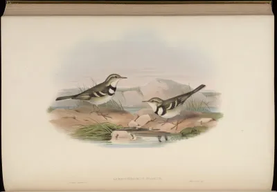 Variegated Wagtail