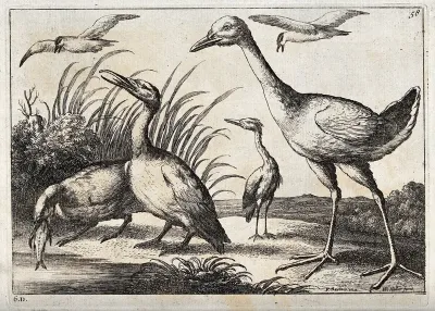Various birds by a pond, including terns, a heron and two cormorants