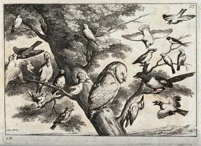 Various birds in a tree, including an owl, hoopoe, woodpecker and magpie
