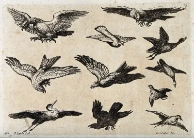 Various birds in flight, including eagles, a heron, a pigeon and ducks
