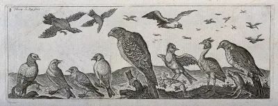 Various birds in the air and on the ground with a large bird of prey in the centre