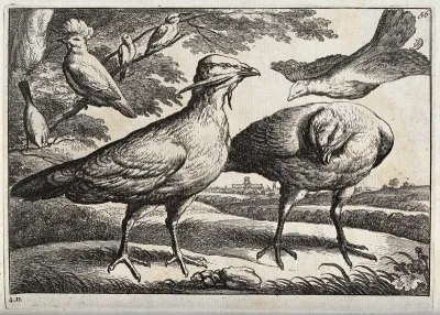 Various birds, including a hoopoe, two bustards and a pigeon