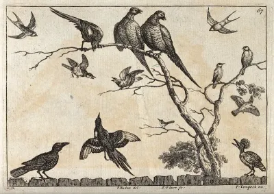 Various birds, including pheasants, swallows and a hoopoe