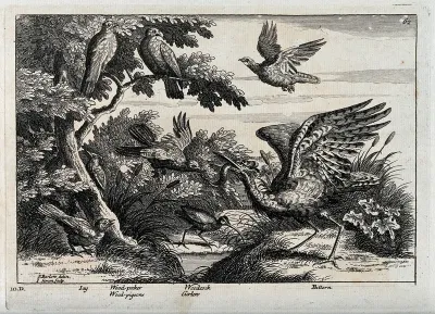 Various birds: jay, woodpecker, wood pigeon, woodcock, curlew and bittern