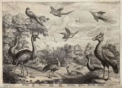 Various birds round a pond: peacock, crane, toucan, parrot, teal, gambo goose, mallard duck, pelican and bird of paradise