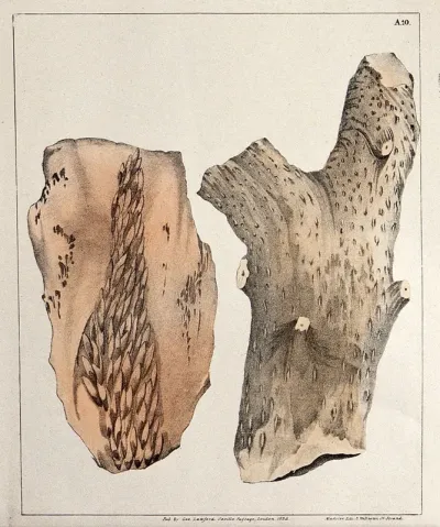 Various fossilised organic remains on four stones