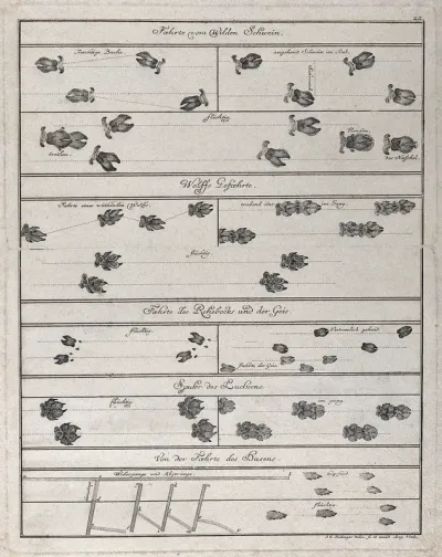 Various sets of animal tracks in one table, including those of wild boar, wolves, goats, lynx and hares