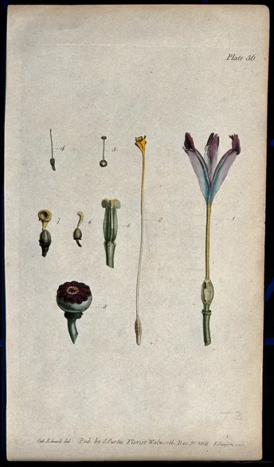 Various stages in the formation of the fruit of different flowers