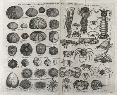 Various testaceous and crustaceous animals, including sea urchins and crabs