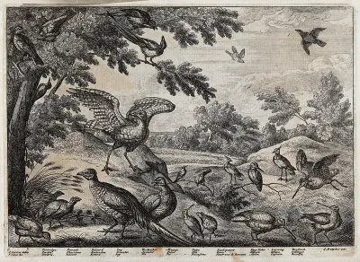 Various wild birds: partridge, pheasant, bustard, jay, woodpecker, magpie, snipe, sparrow, kingfisher, lapwing and woodcock