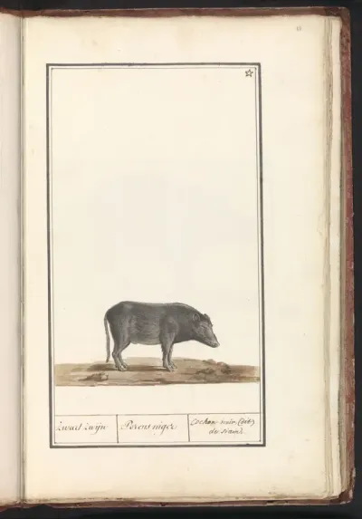 Varken (Sus scrofa domesticus)