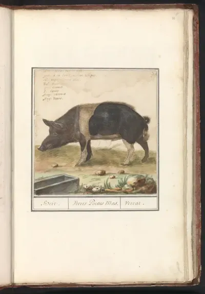 Varken (Sus scrofa domesticus)