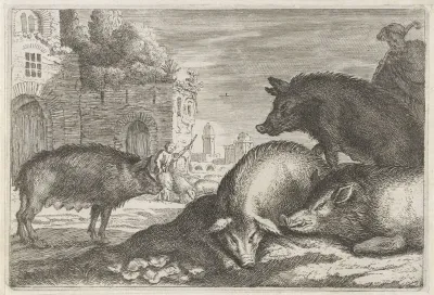 Varkens