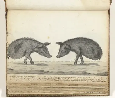 Varkens zonder achterpoten