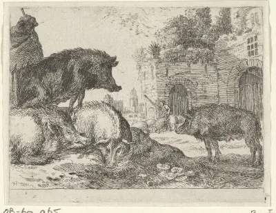 Varkens
