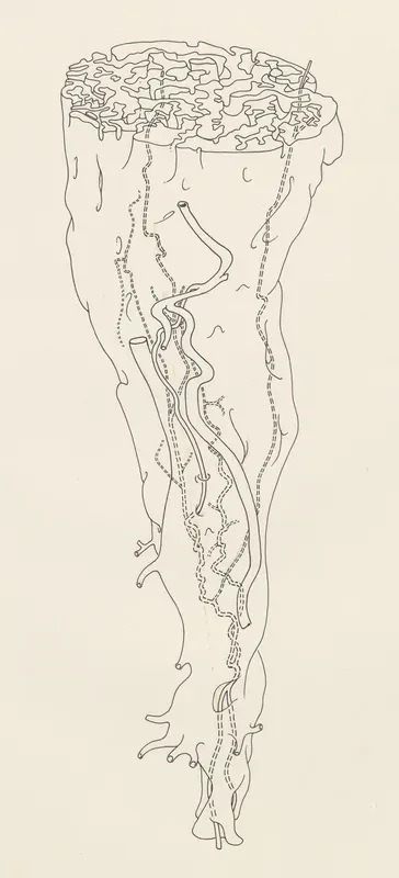 Vascular scheme of embryonic bone marrow