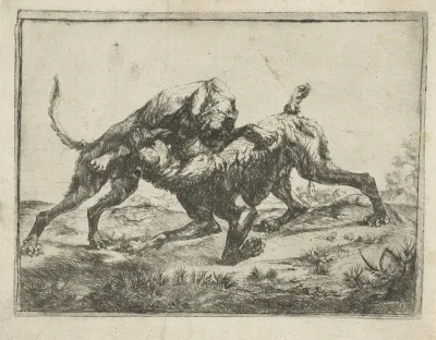 Vechtende honden