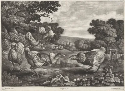 Vechtende kippen