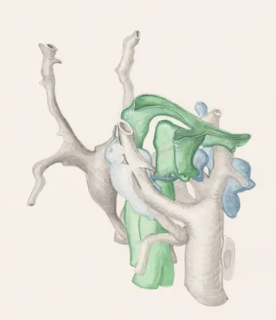 Vein branches