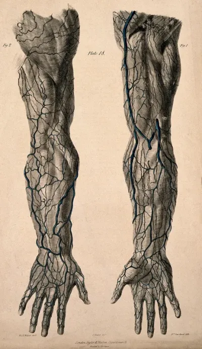 Veins and lymphatic vessels of the arm: anterior and posterior views