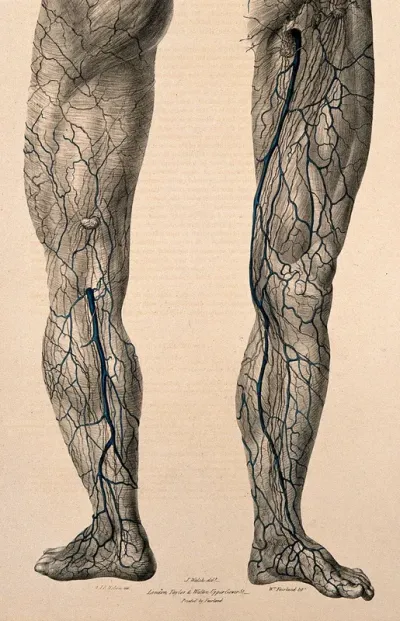 Veins and lymphatics of the leg: anterior and posterior views