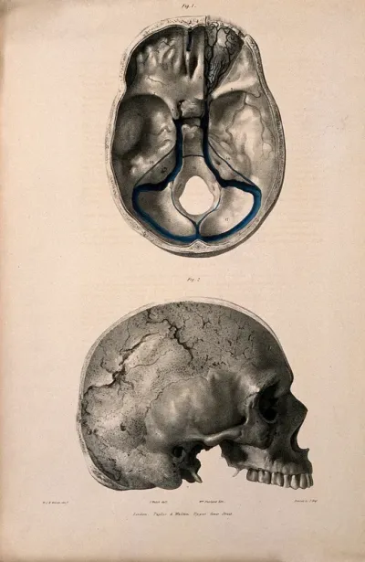 Veins of the base and inside of the skull