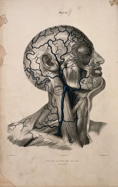 Veins of the head and neck