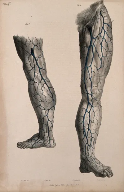 Veins of the leg