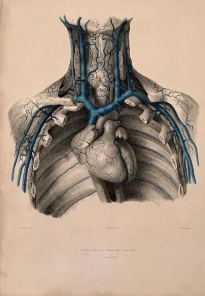 Veins of the neck and chest