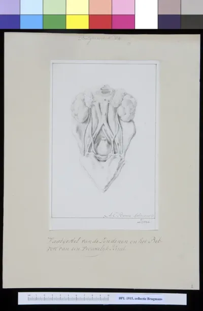 Veins of the pelvis