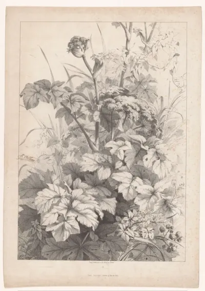 Veldbloemen