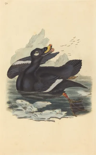Velvet Duck
